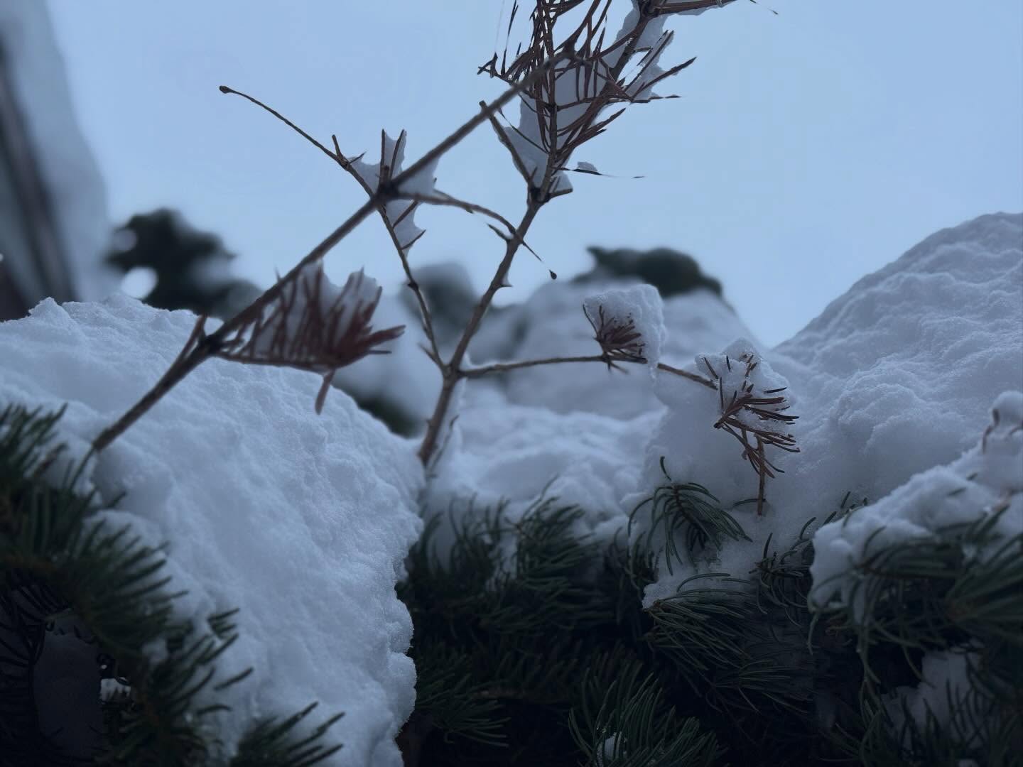 Snow 14